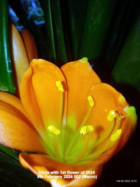 Clivia with 1st flower of 2024 9th February 2024 002 (Macro).jpg