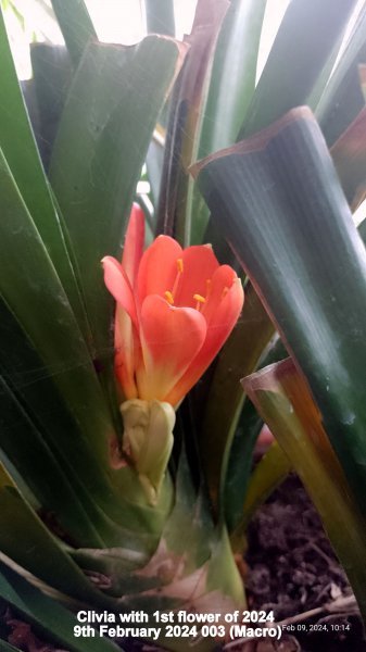 Clivia with 1st flower of 2024 9th February 2024 003 (Macro).jpg