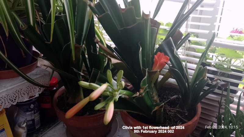 Clivia with 1st flowerhead  of 2024 9th February 2024 002.jpg