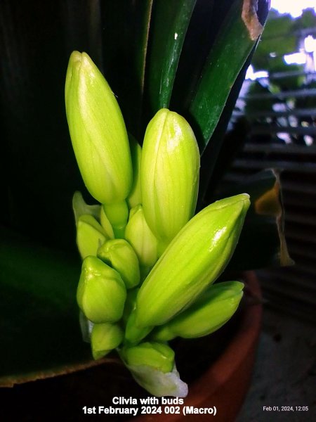 Clivia with buds 1st February 2024 002 (Macro).jpg