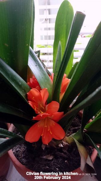 Clivias flowering in kitchen 20th February 2024.jpg