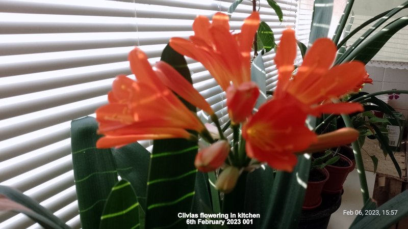 Clivias flowering in kitchen 6th February 2023 001.jpg