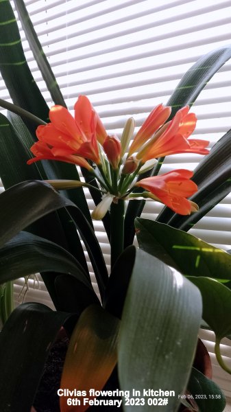 Clivias flowering in kitchen 6th February 2023 002#.jpg