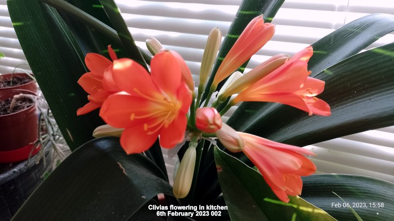 Clivias flowering in kitchen 6th February 2023 002.jpg