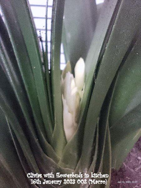 Clivias with flowerbuds in kitchen 16th Janaury 2023 002 (Macro).jpg