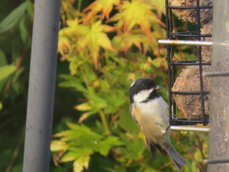 coal tit.JPG