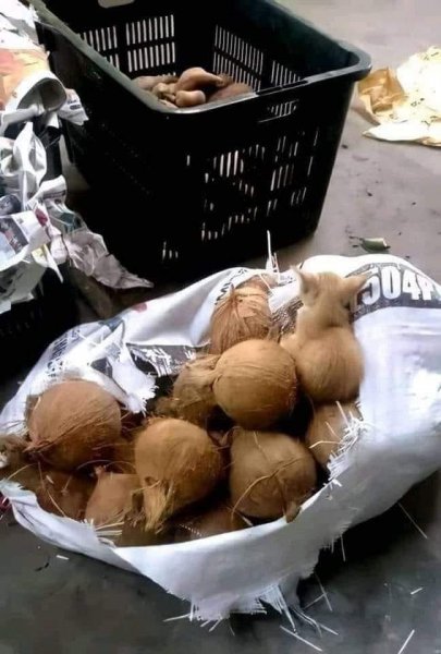 Coconuts.jpg