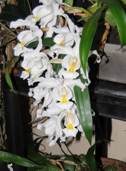 Coelogyne close.jpg