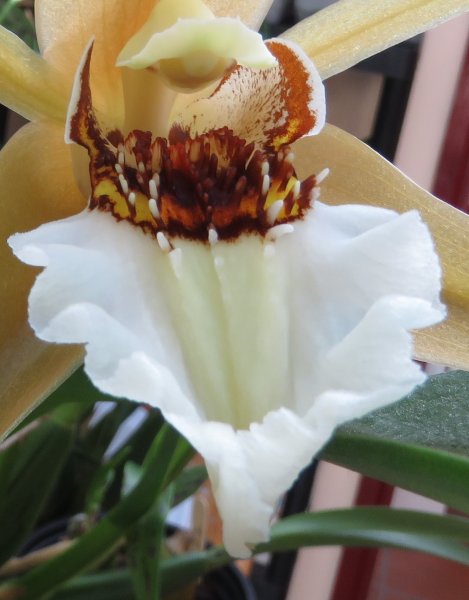 coelogyne close up.JPG