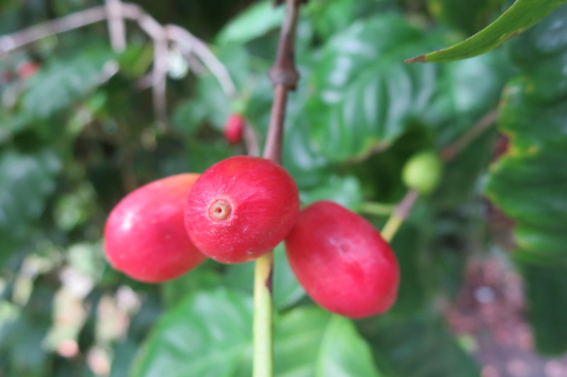 COFFEA  ARABICA 12 01 2015 11-026.JPG