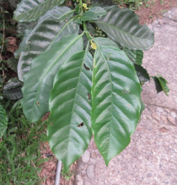 COFFEA  ARABICA 17-04-2019 17-26-56.JPG