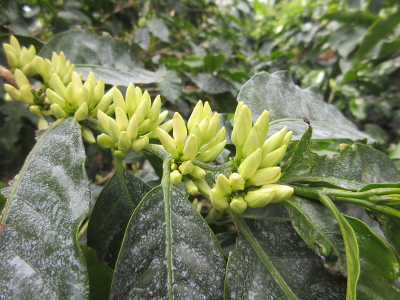 COFFEA  ARABICA 18-04-2019 14-38-27.JPG