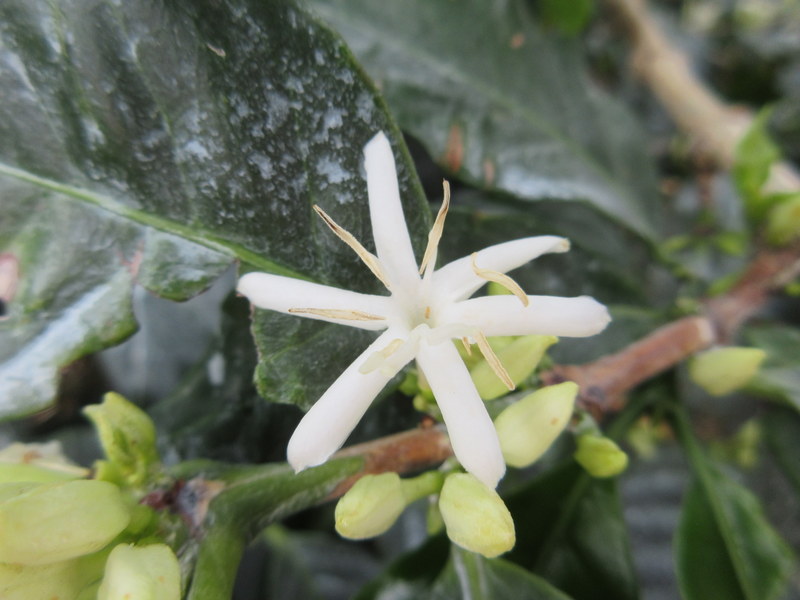 COFFEA  ARABICA 18-04-2019 14-48-57.JPG