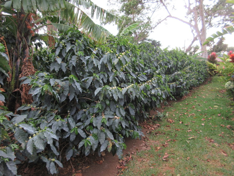 COFFEA  ARABICA 18-04-2019 15-43-12.JPG