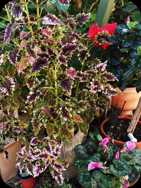 Coleus 1 Nov 23.jpg