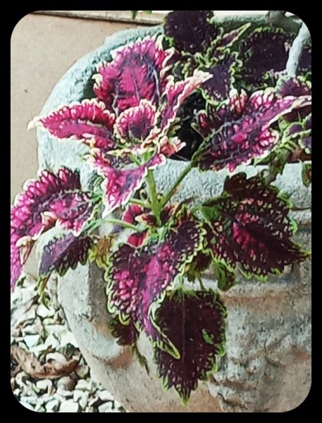 Coleus 10 Jun 23.jpg