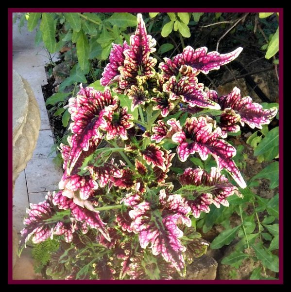 Coleus 16 Oct.jpg