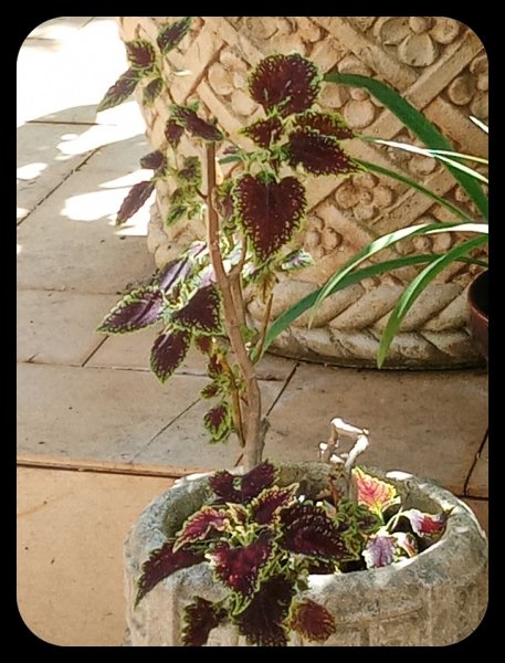 Coleus 7 May 23.jpg