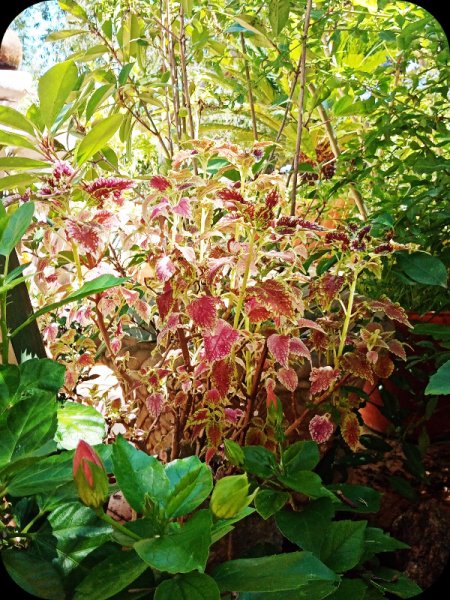 Coleus & Hib Buds 9 Sep 24.jpg