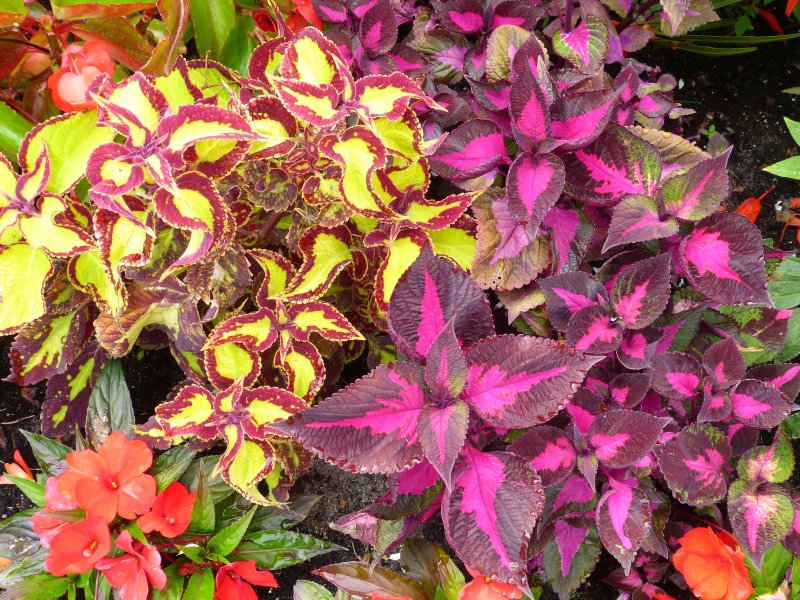 coleus.JPG