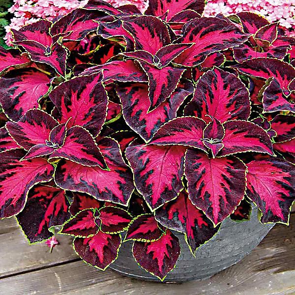 coleus-premium-sun-f1-chocolate-covered-cherry.jpg