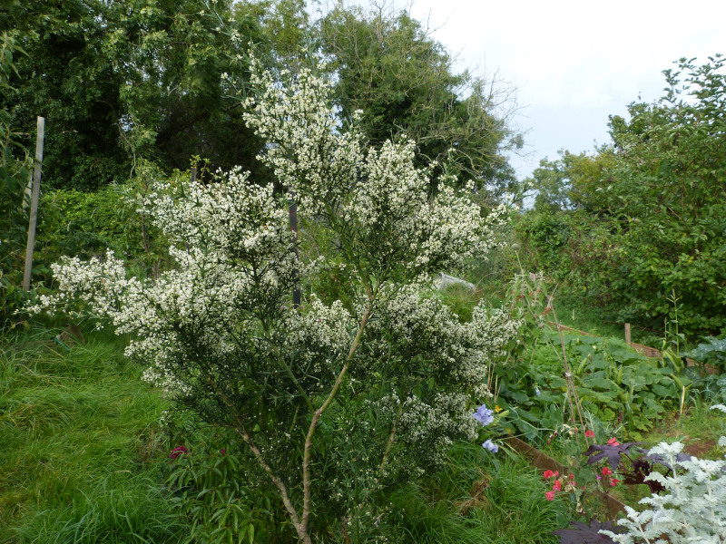 Colletia hystrix.JPG