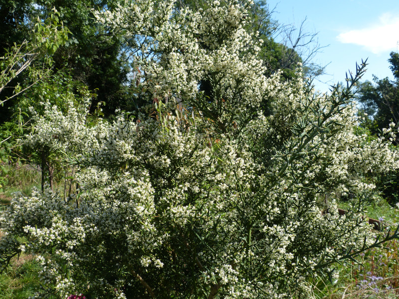 Colletia hystrix.JPG