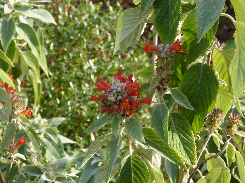 Colquhonia coccinea 1.JPG