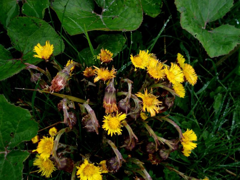 Coltsfoot 'Tussilago farfar'.JPG