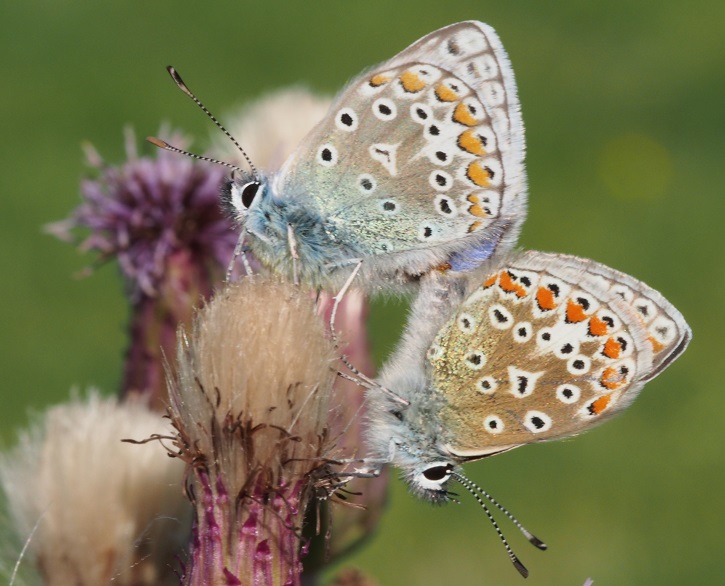 common blues mating10 12.8.2015.jpg