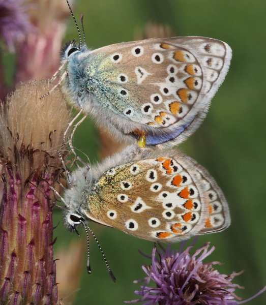 common blues mating5 12.8.2015.jpg