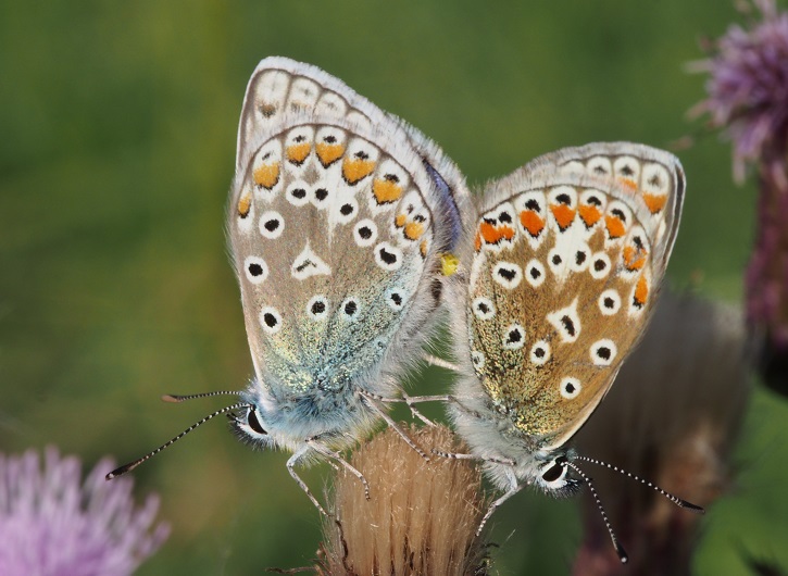 common blues mating6 12.8.2015.jpg