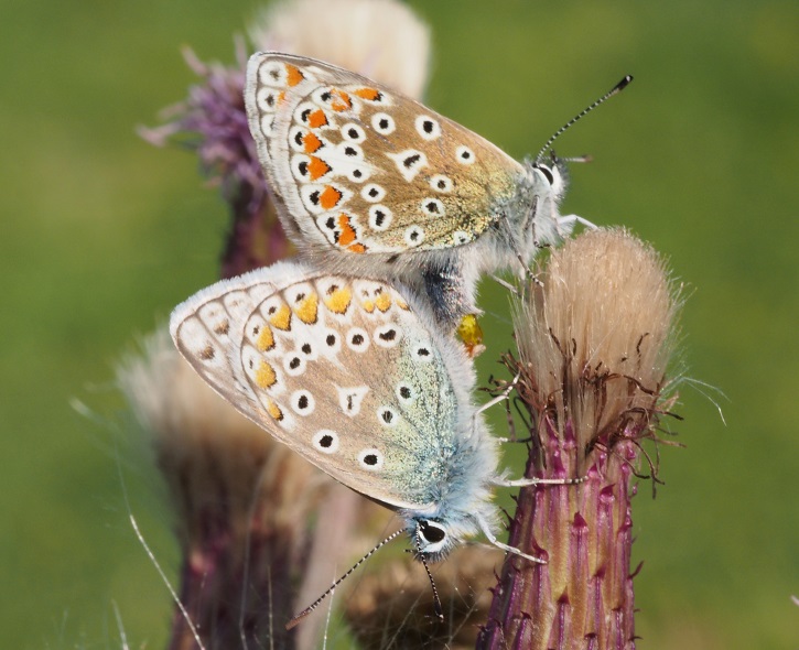 common blues mating7 12.8.2015.jpg