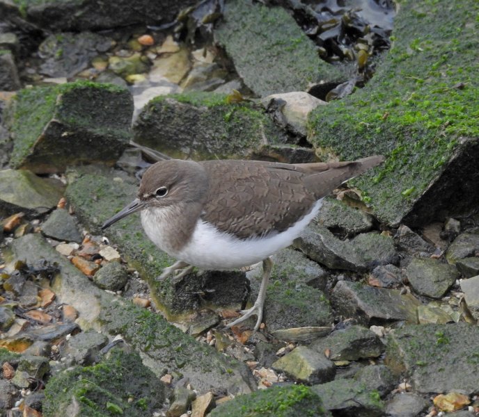 common sand 1.JPG