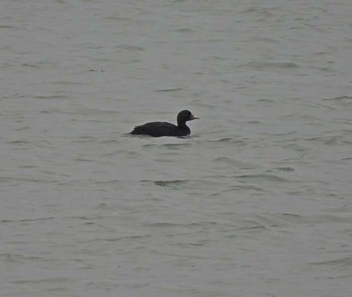 Common Scoter  - Poole Harbour (1).JPG