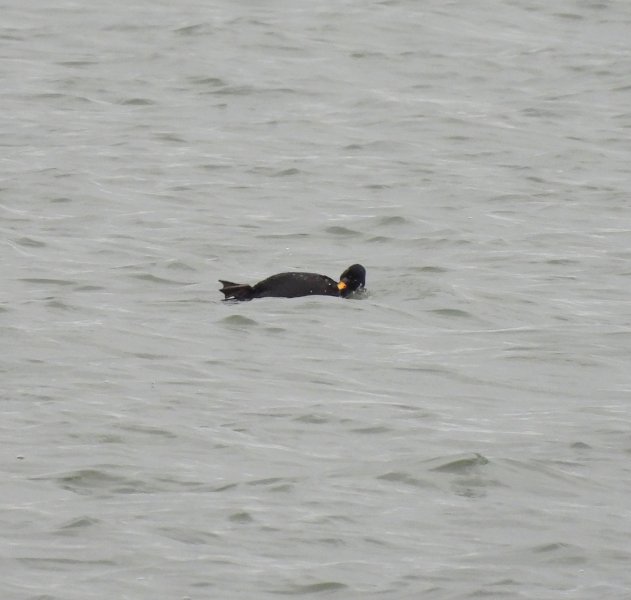 Common Scoter - Poole Harbour (10).JPG