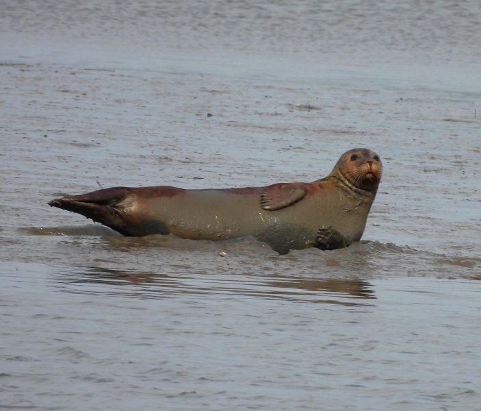 Common Seal (2).JPG