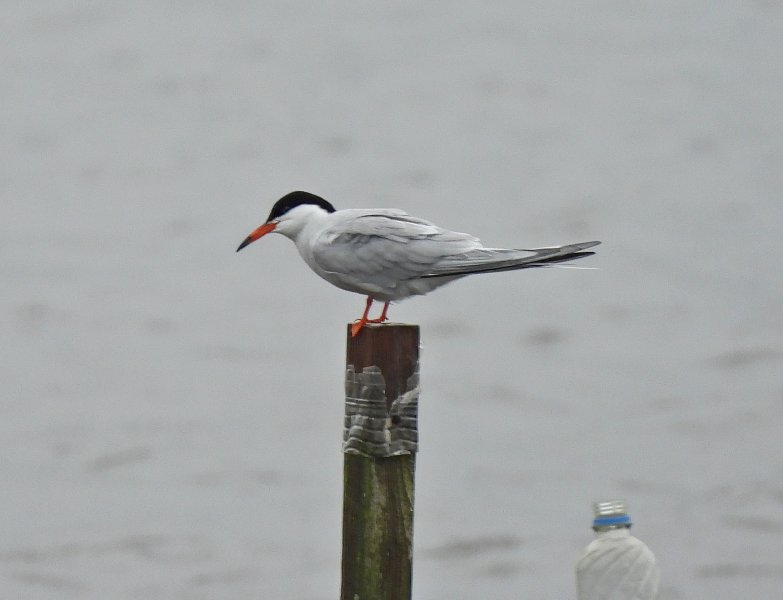 Common Tern 1.JPG