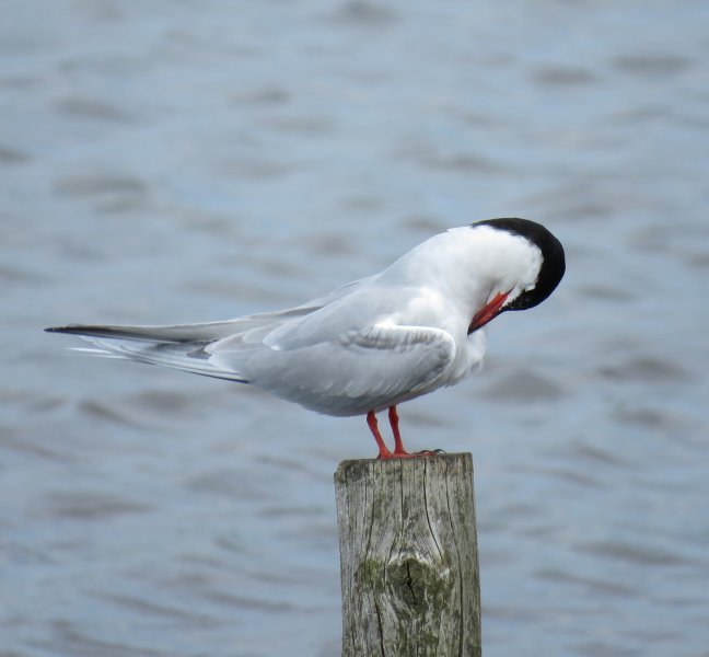 Common Tern 2.JPG