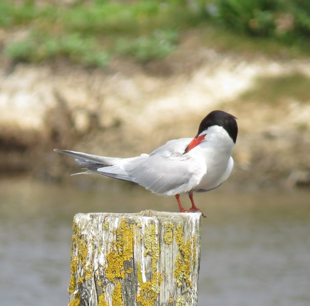 Common Tern 3.JPG