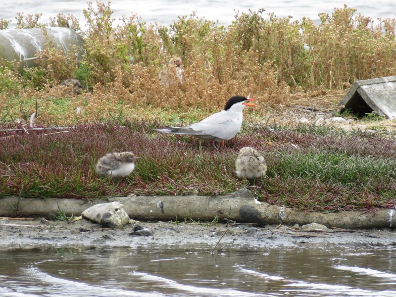 Common  Tern  (3).JPG