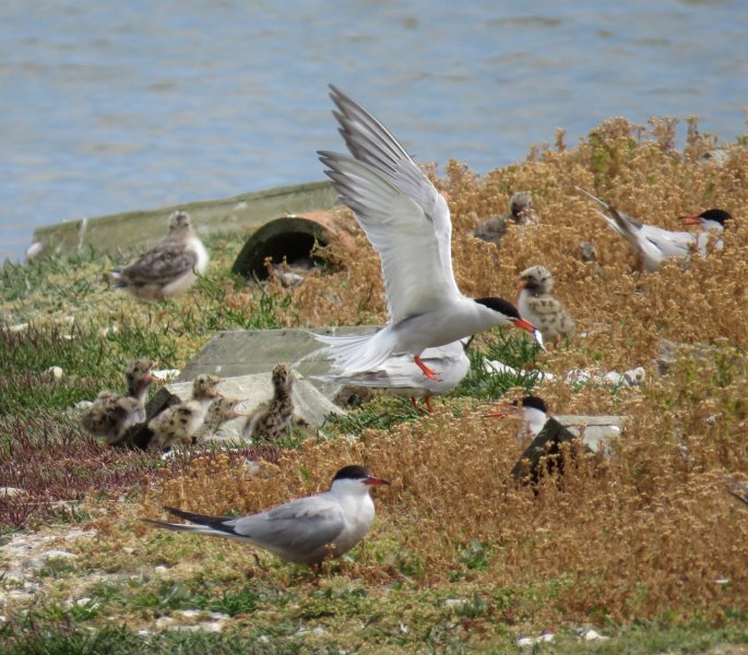 Common  Tern  (4).JPG