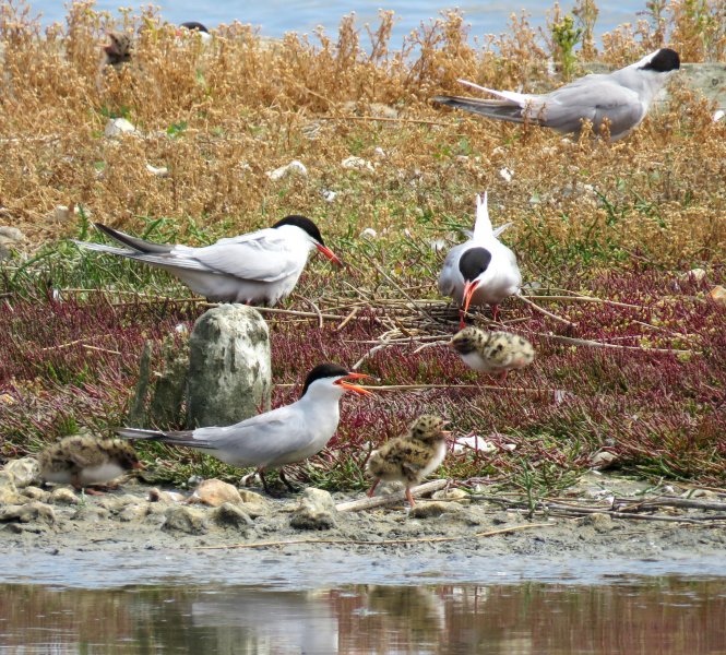 Common Tern 5.JPG