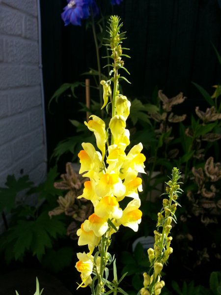 Common Toadflax.jpg