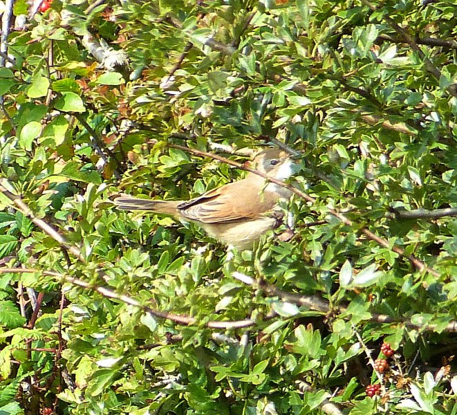 Common Whitethroat.JPG