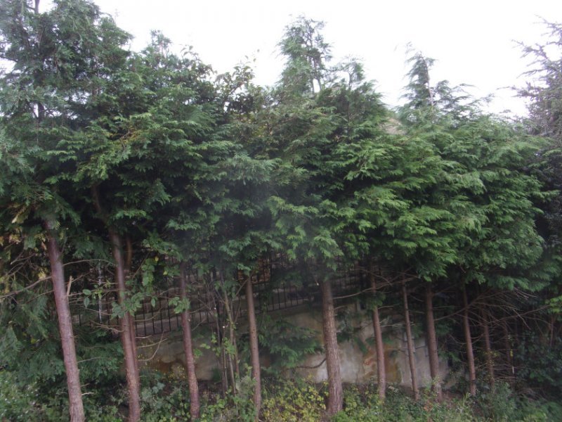 Conifer hedge_0003.JPG