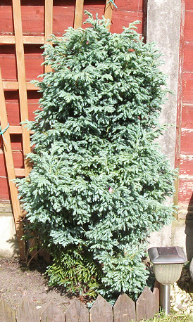 conifer1.jpg