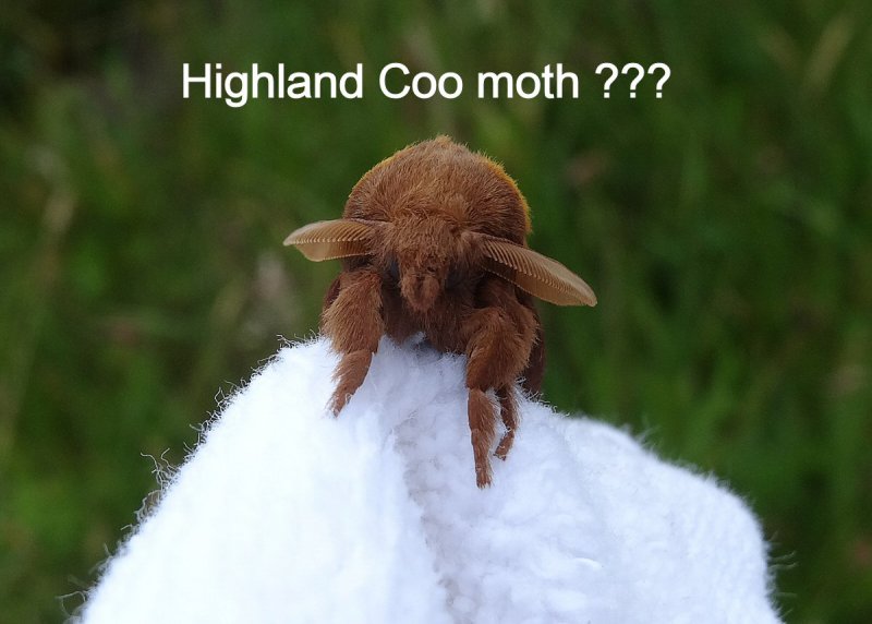 coo moth.jpg