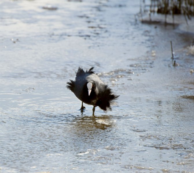 coot on ice.jpg