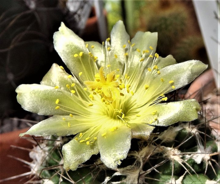 Copiapoa humilis.JPG